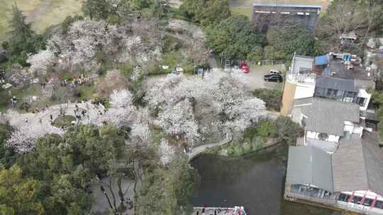 春天人们出门赏花，望月公园樱花盛开成海