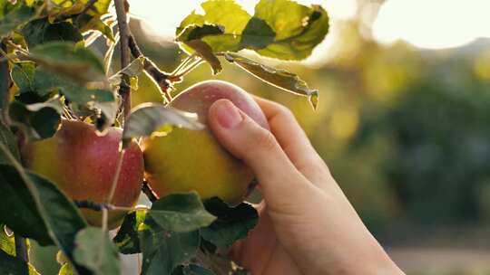 采摘果园里的苹果