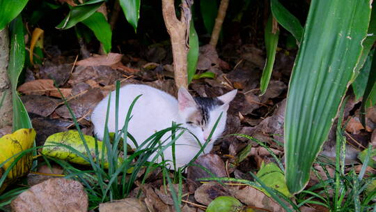 流浪猫 野猫