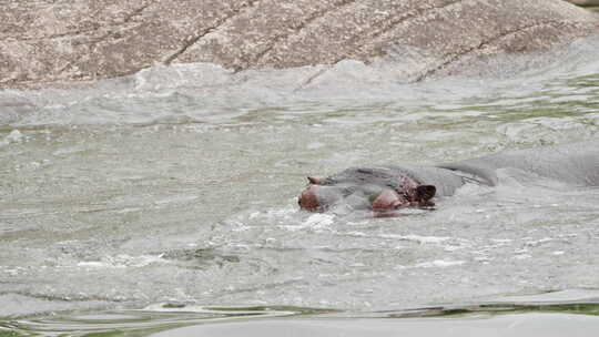 两只河马公牛在南非国家公园的水湖里打架。
