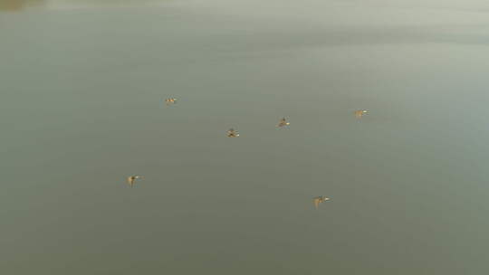 航拍武汉东湖磨山傍晚湖水飞鸟视频素材模板下载