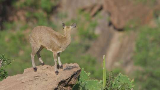 Klipspringer，肯尼亚，非洲，