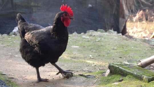 实拍农村家禽黑色的鸡觅食黑色家鸡视频素材模板下载