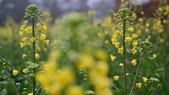 黄色油菜花田与采蜜蜜蜂