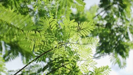 唯美清新绿植阳光