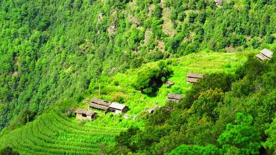 茶山 山川 云海 云南原始森林 大好河山