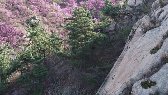 航拍大珠山杜鹃花开