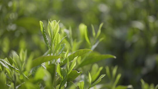 茶茶叶红茶艺采茶泡茶红茶山春茶道茶园农业