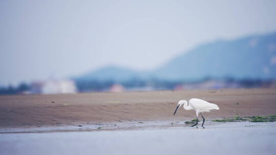沙滩大海白露鸟飞翔