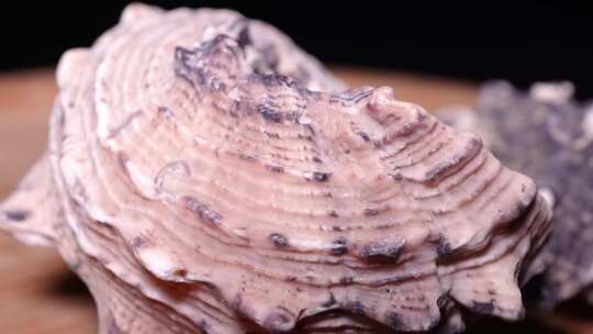 海螺贝壳毛螺