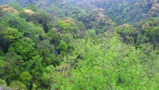 航拍森林山脉云雾环保沙县萝卜岩楠木保护区