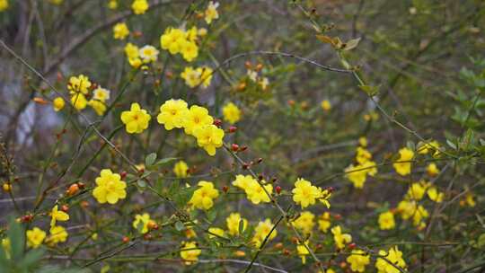 早春迎春花清明花小黄花花簇花瓣花蕊花朵