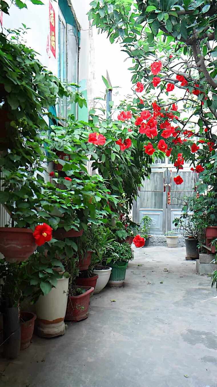 庭院盆栽花卉绿植景象