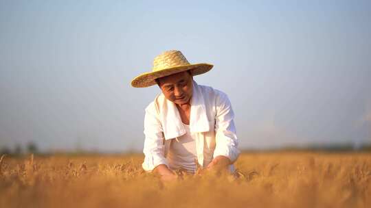 农民喜悦 农业水稻丰收 丰收喜悦