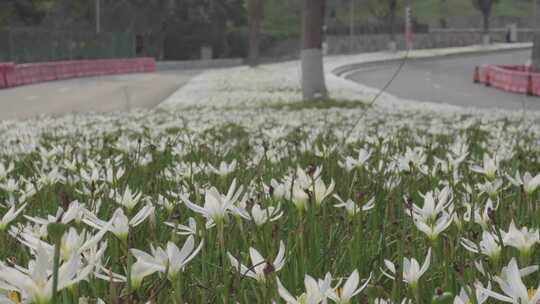 城市隔离带上的花卉