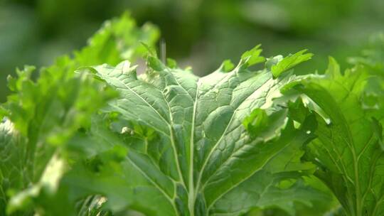 慢镜头特写雨中的绿色蔬菜叶子