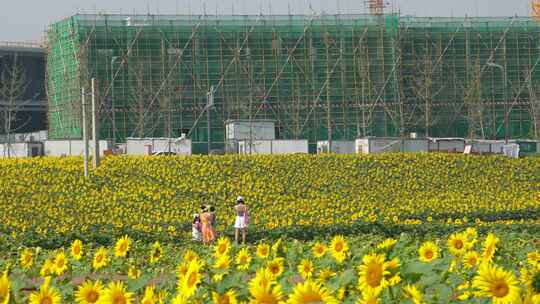 成都田园城市建设与向日葵花田