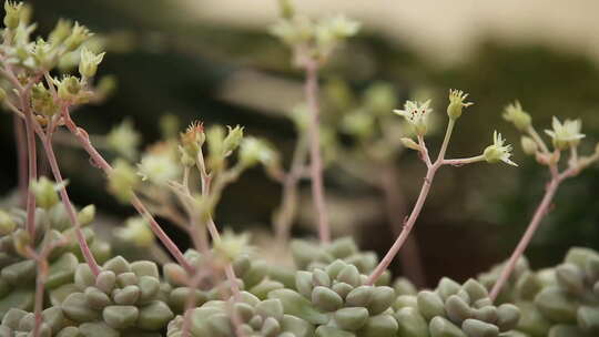 多肉植物园视频素材模板下载