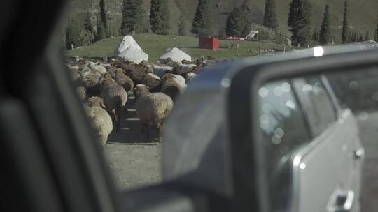 公路上的一群羊