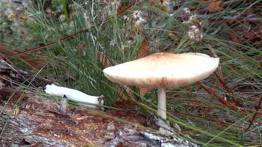 森林草丛中的白色野生蘑菇