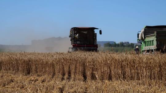 小麦成熟期
