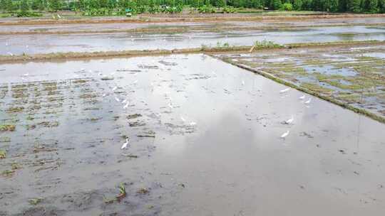 4K120p升格白鹭湿地乡村农田生态保护