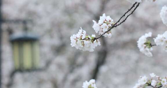 风中摇曳的淡雅樱花特写