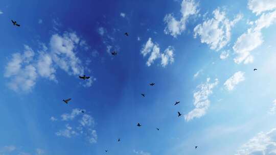 4K海鸥飞翔 海面夕阳下的海鸥群