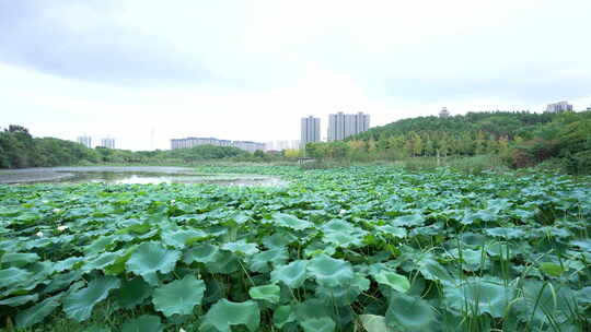 武汉江夏区藏龙岛国家湿地公园