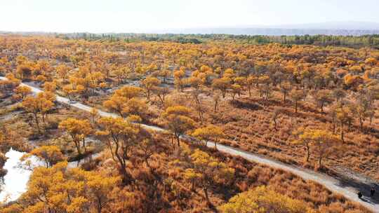 秋天新疆金色胡杨林，胡杨树的航拍风光视频素材模板下载