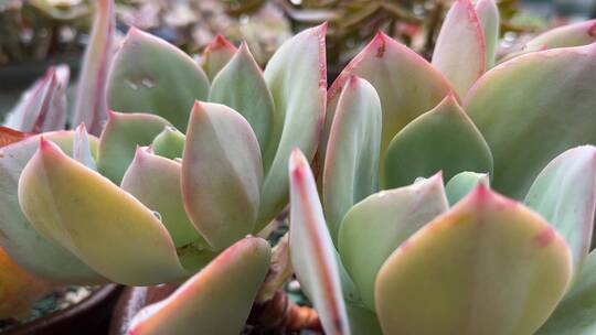 白凤多肉植物特写视频素材模板下载