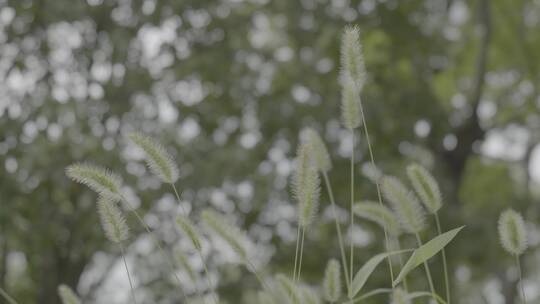 植物空镜头