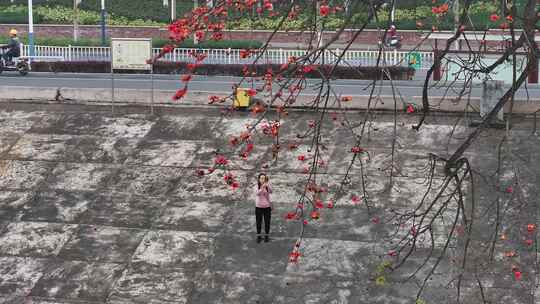 中国广东省佛山市平胜大桥木棉花视频素材模板下载