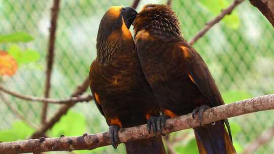 相思鸟棕色的鹦鹉并排栖息在树枝上，梳理和