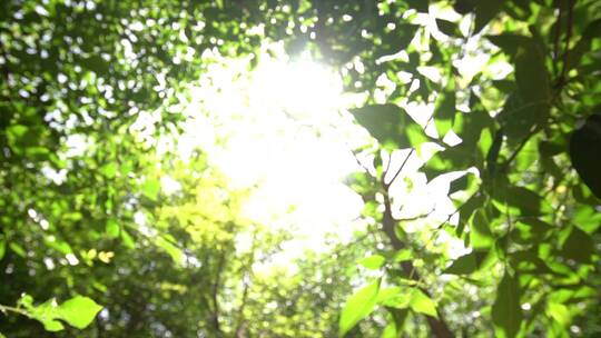 植树造林阳光下的树叶视频素材模板下载
