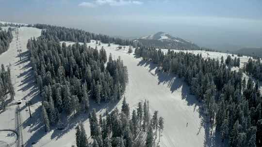 雪，森林，针叶树，山脉