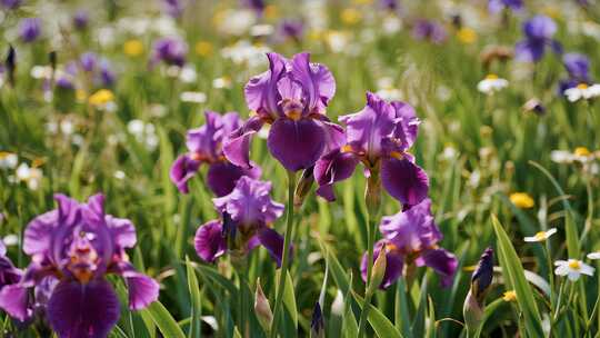 小暑大暑鸢尾花盛开唯美花卉特写视频