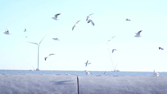 海鸥 海边 海平线 群鸟 大海