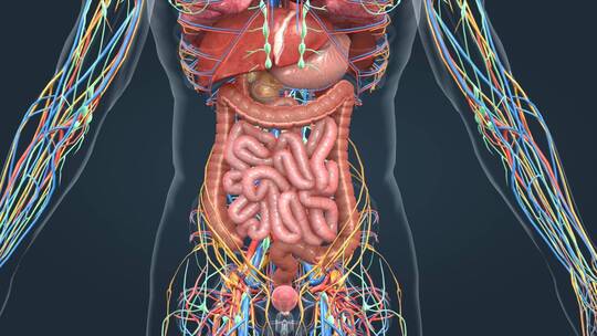 人体解剖器官消化系统上消化道肠胃三维动画