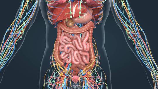 人体解剖器官消化系统上消化道肠胃三维动画视频素材模板下载