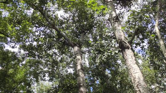 美丽的公园风景