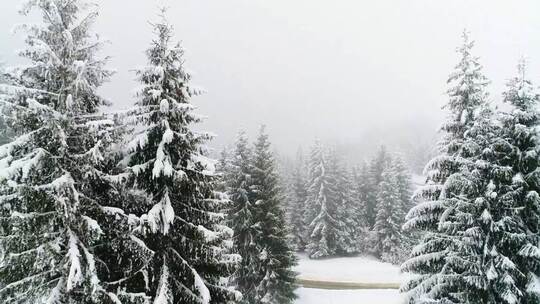 3900_在雾蒙蒙的森林里下雪，慢动作