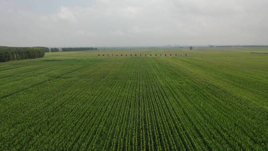 航拍万亩玉米标准化种植田
