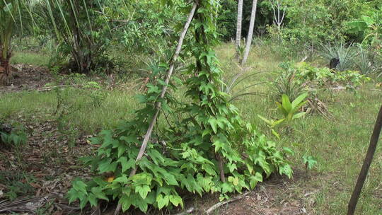 小树林里的豆角架视频素材模板下载