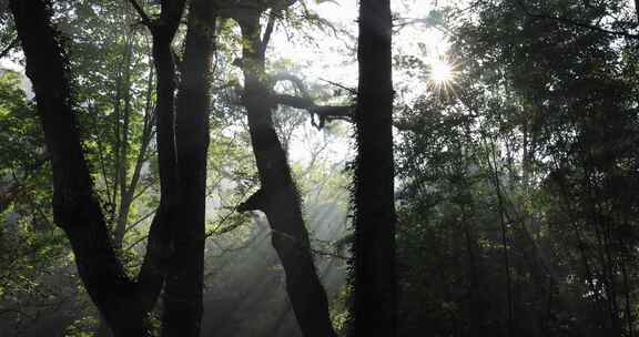 森林丁达尔光影晨雾树林唯美阳光树林