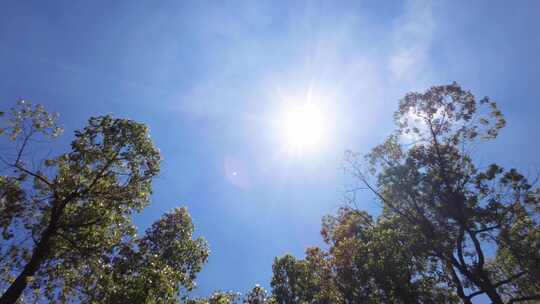 夏天阳光穿过树林树叶子自然风景视频素材