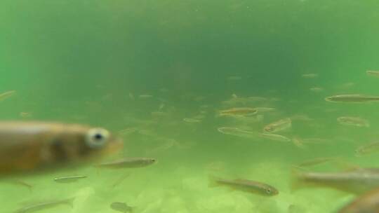 水下鱼群 水里的鱼儿 水下拍摄视频素材模板下载