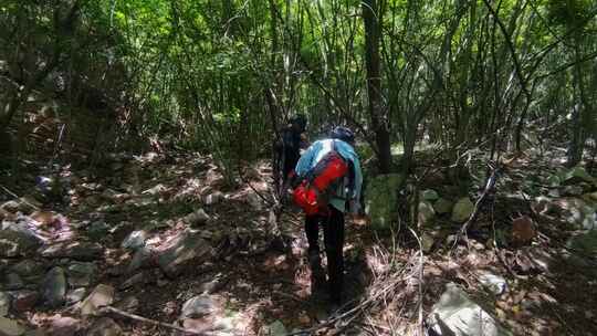 登山的队伍穿行在阳光斑驳的灌木丛中