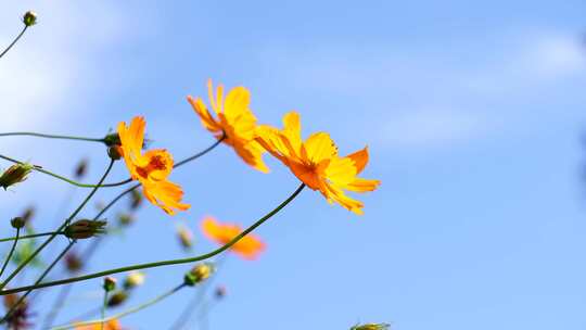 野菊花 菊花 太阳花 花田 小蜜蜂 采蜜