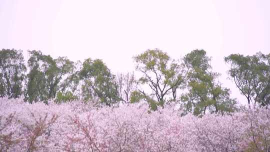 樱花绽放游客众多